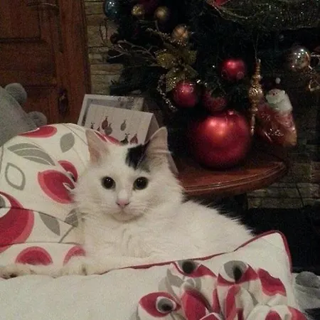 Sunshine Court Budget St. Paul's Bay