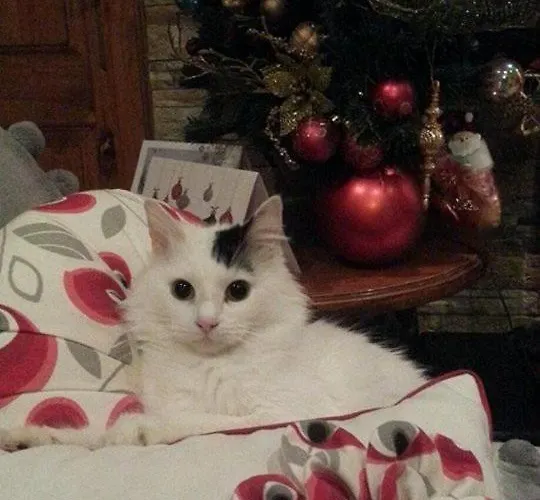 Sunshine Court Budget San Pawl il-Baħar