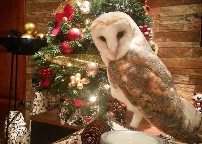 Sunshine Court Budget San Pawl il-Baħar