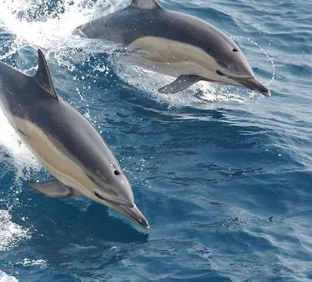 Sunshine Court Budget